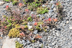 Castilleja applegatei applegatei