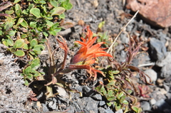 Castilleja applegatei applegatei