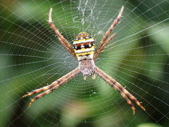 Argiope versicolor