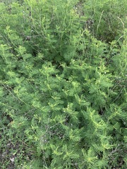 Desmanthus illinoensis