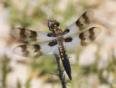 Plathemis subornata