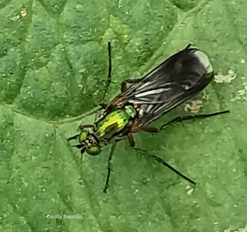 Semaphore Fly, 8218 Lelystad, Netherlands, photo 5 of 10