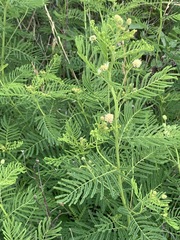 Desmanthus illinoensis