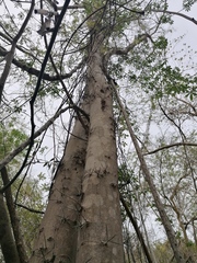 Xylosma horrida