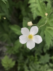 Ranunculus platanifolius
