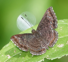 Calephelis velutina