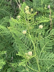 Desmanthus illinoensis