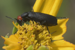 Epicauta atrata