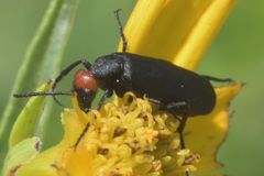 Epicauta atrata