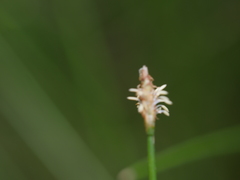 Eleocharis gracilis