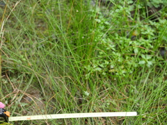 Eleocharis gracilis