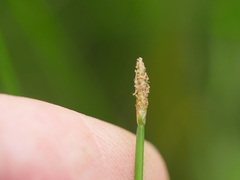 Eleocharis gracilis