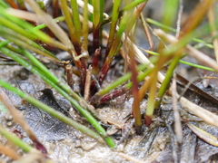 Eleocharis gracilis