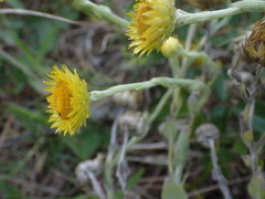 Helichrysum decorum