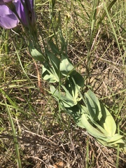 Eustoma russellianum