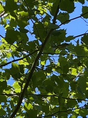 Vireo griseus