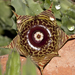Huernia zebrina - Photo (c) _j_a_d_s_, some rights reserved (CC BY-NC)