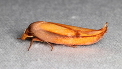Wingia aurata