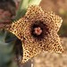 Porcupine Huernia - Photo (c) Skolnik Co, some rights reserved (CC BY-NC-ND)