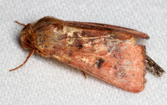 Australothis rubrescens