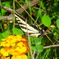 Papilio eurymedon