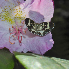 Trichodezia californiata