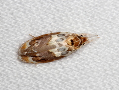 Piloprepes gelidella