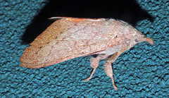 Entometa apicalis