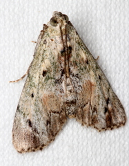 Enchesphora recurvalis