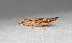 Trachydora chrysodoxa