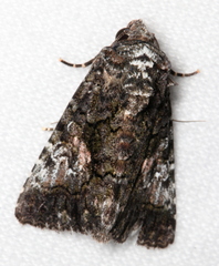 Aedia acronyctoides