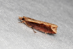 Statherotis euryphaea