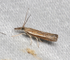 Ptochostola microphaeellus