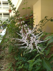 Orthosiphon aristatus aristatus