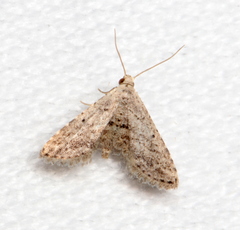 Araeopteron canescens