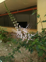 Orthosiphon aristatus aristatus