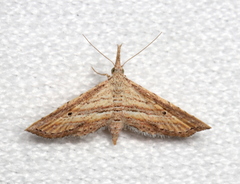 Stenopaltis lithina