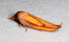 Wingia aurata