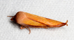 Wingia aurata
