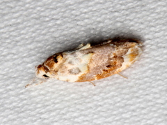 Piloprepes gelidella