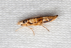 Trachydora chrysodoxa