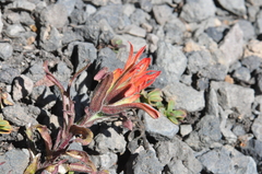 Castilleja applegatei applegatei