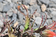 Castilleja applegatei applegatei