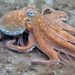 Common Octopus - Photo (c) Kevin Bryant, some rights reserved (CC BY-NC-SA)