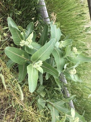 Asclepias speciosa