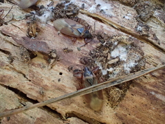 Gastrodes abietum