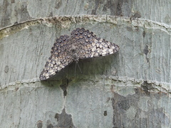 Hamadryas glauconome