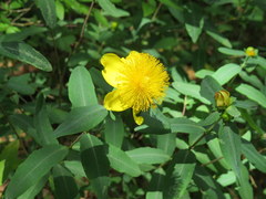Hypericum frondosum