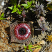 Huernia guttata reticulata - Photo (c) Martin Heigan, some rights reserved (CC BY-NC-ND)