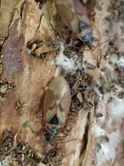 Gastrodes abietum